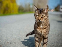 Test your knowledge - Farm quizzes